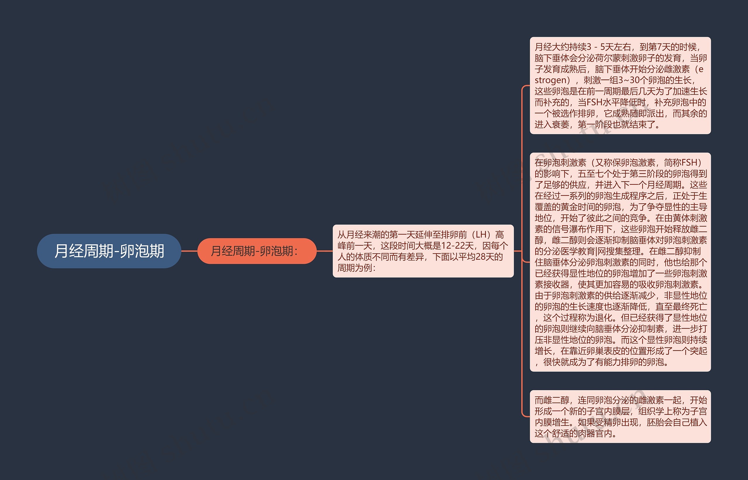 月经周期-卵泡期 月经周期-卵泡期