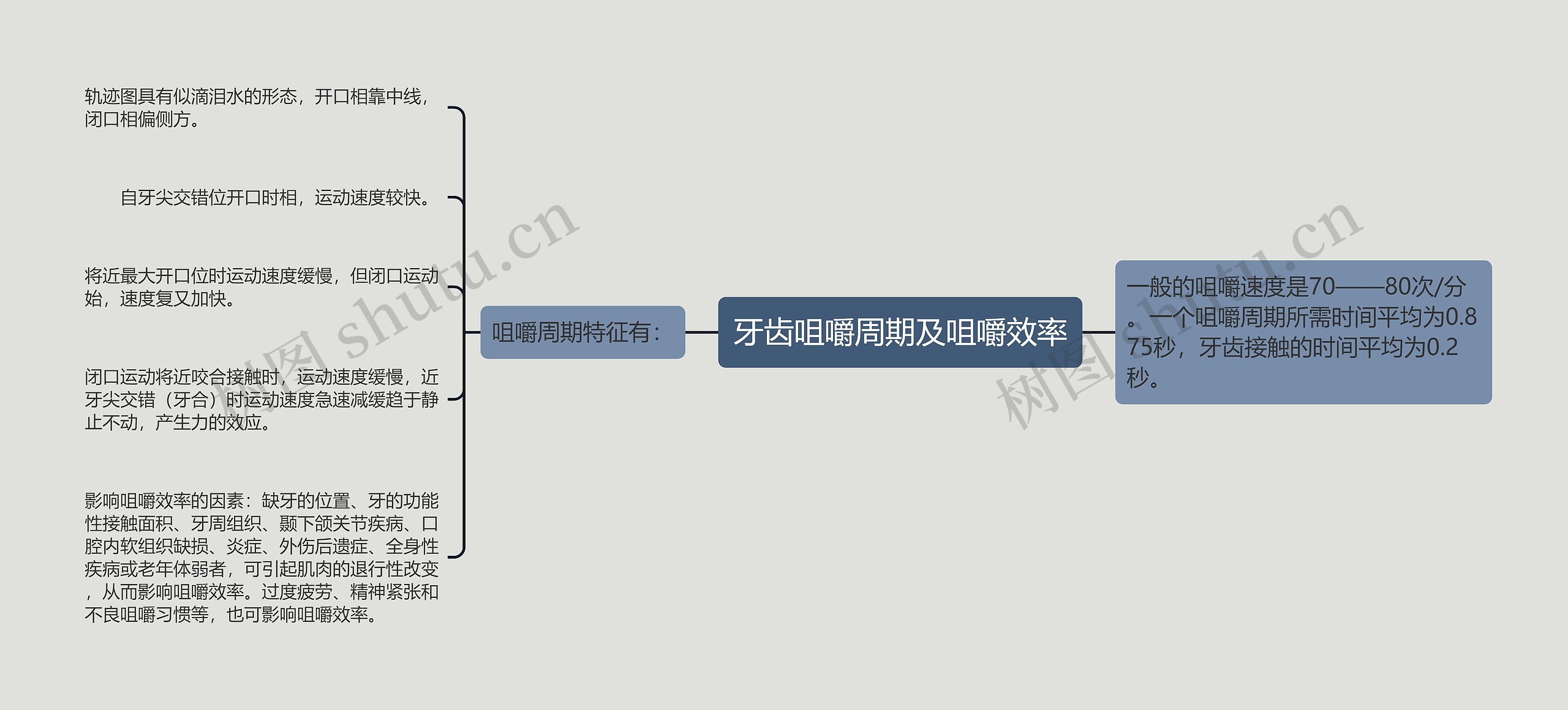 牙齿咀嚼周期及咀嚼效率思维导图