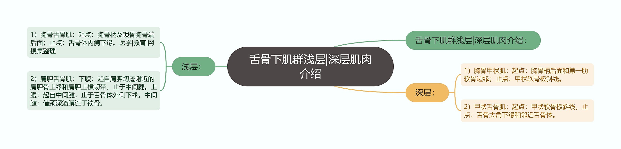 舌骨下肌群浅层|深层肌肉介绍思维导图