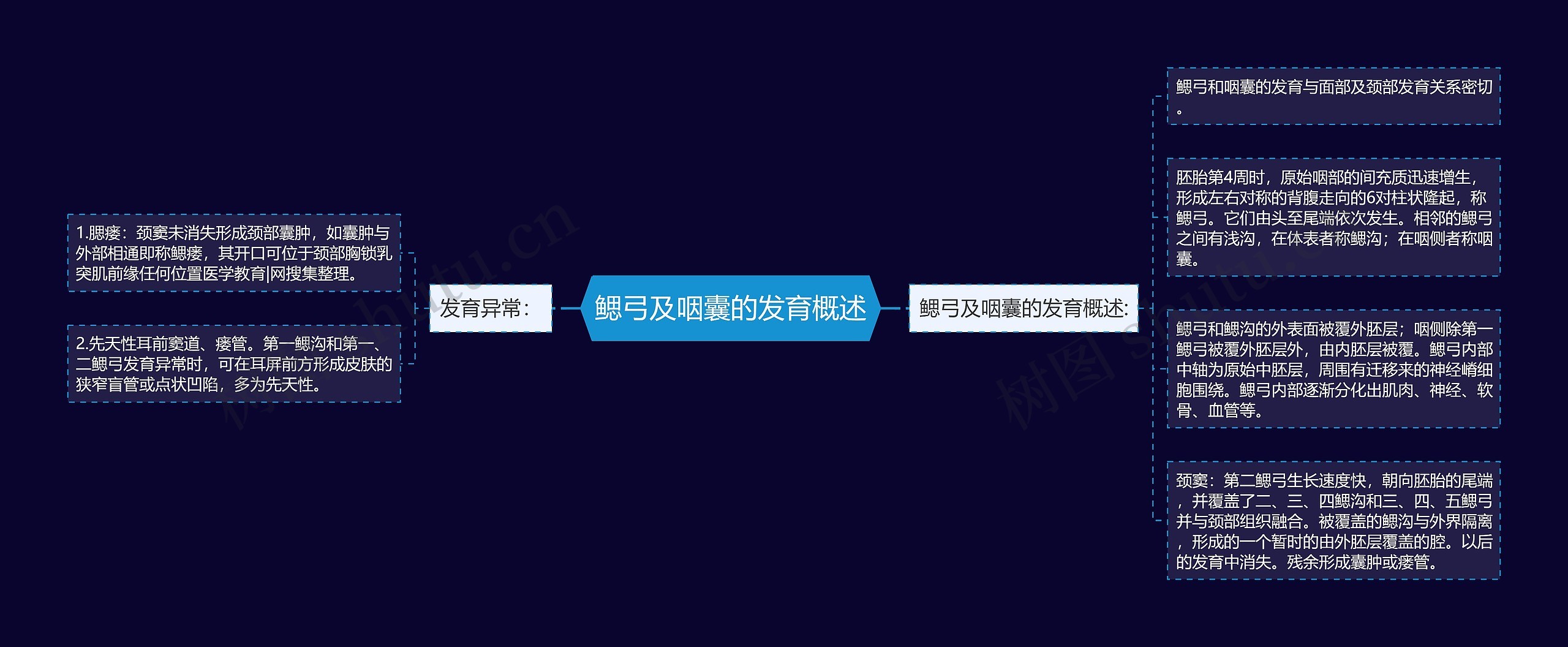 鳃弓及咽囊的发育概述