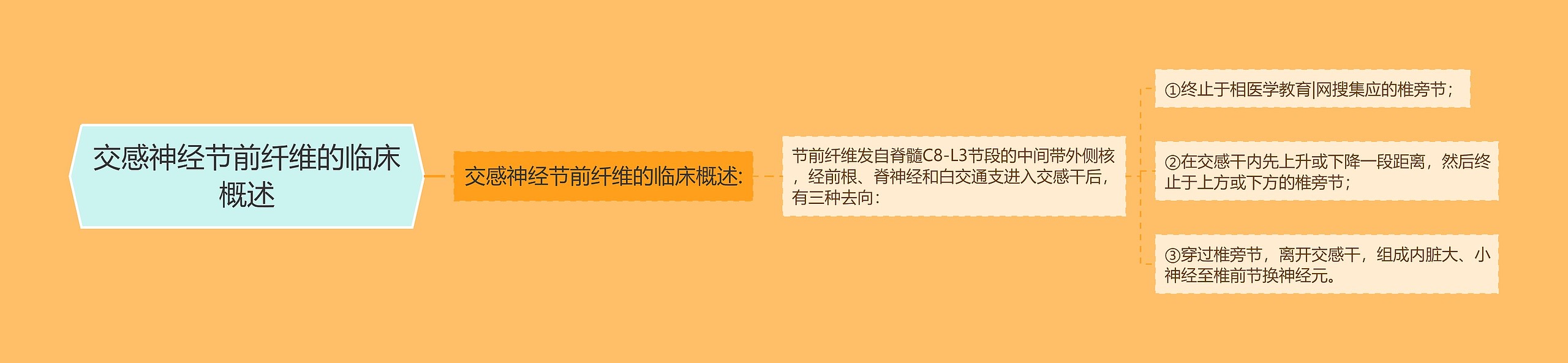交感神经节前纤维的临床概述 交感神经节前纤维的临床概述