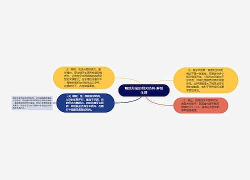 釉质形成的相关结构-解剖生理