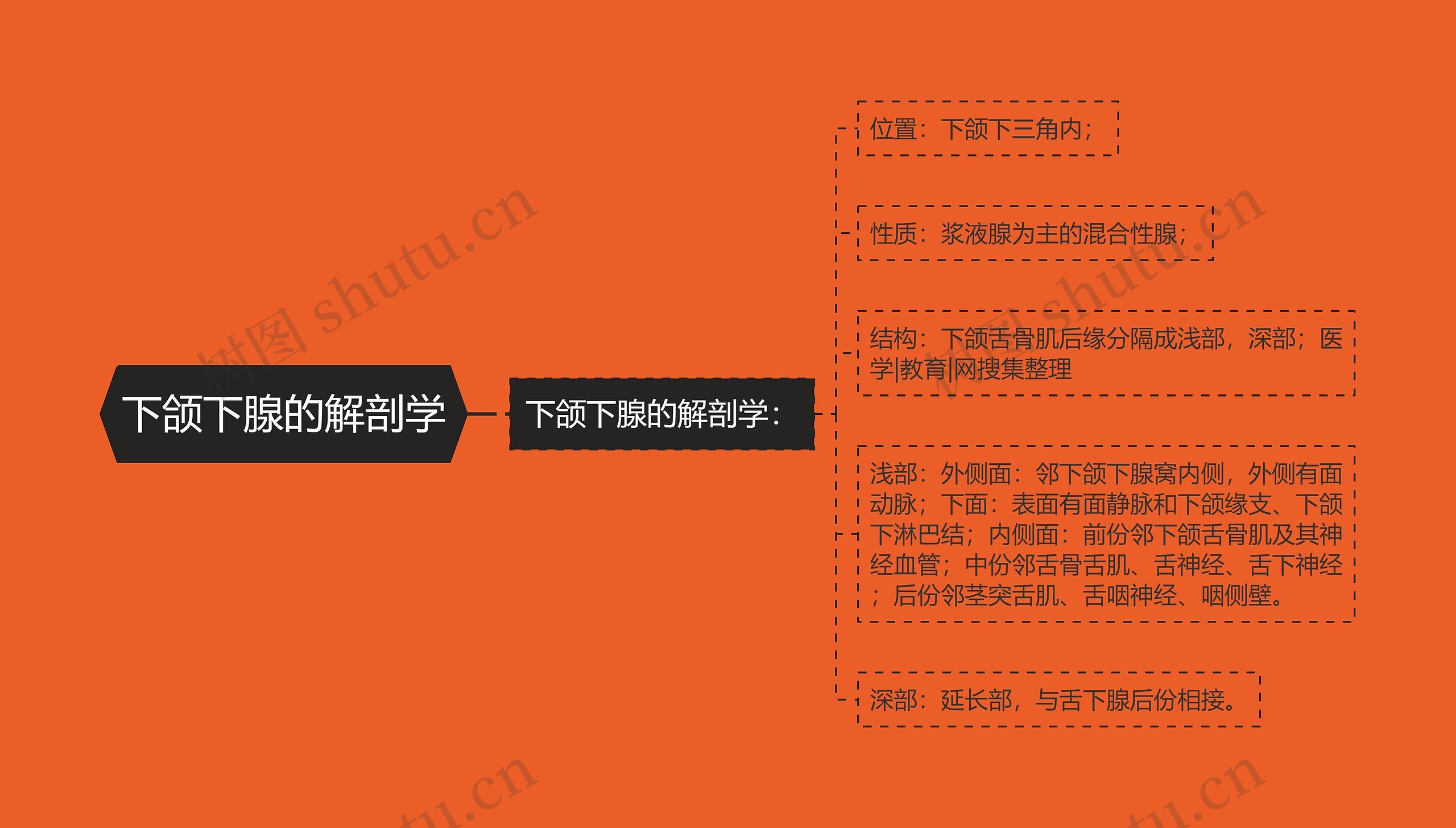 下颌下腺的解剖学 下颌下腺的解剖学