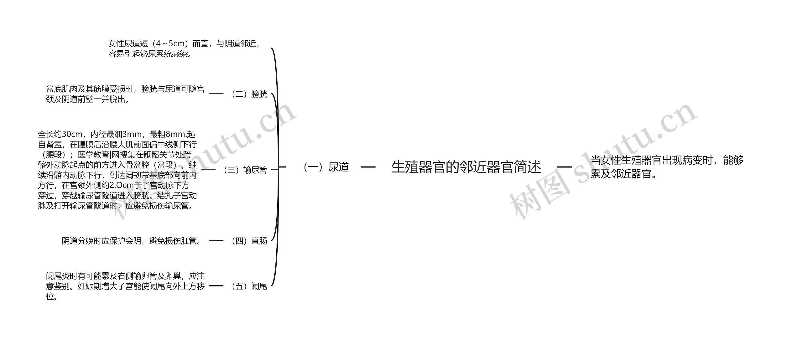 生殖器官的邻近器官简述