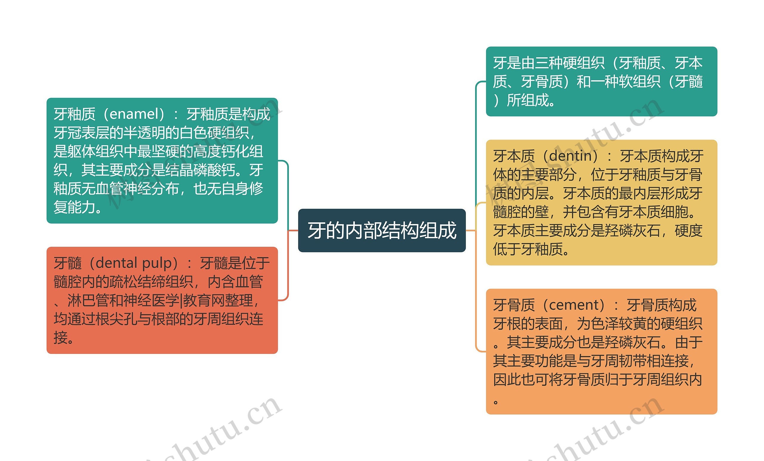 牙的内部结构组成思维导图