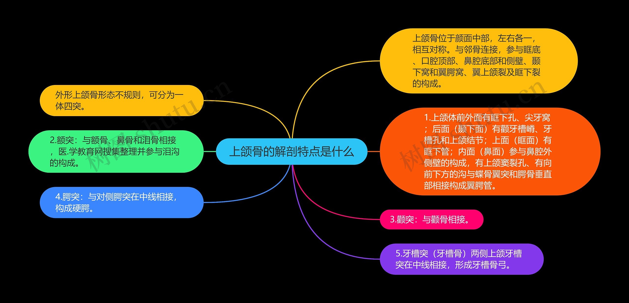 上颌骨的解剖特点是什么思维导图