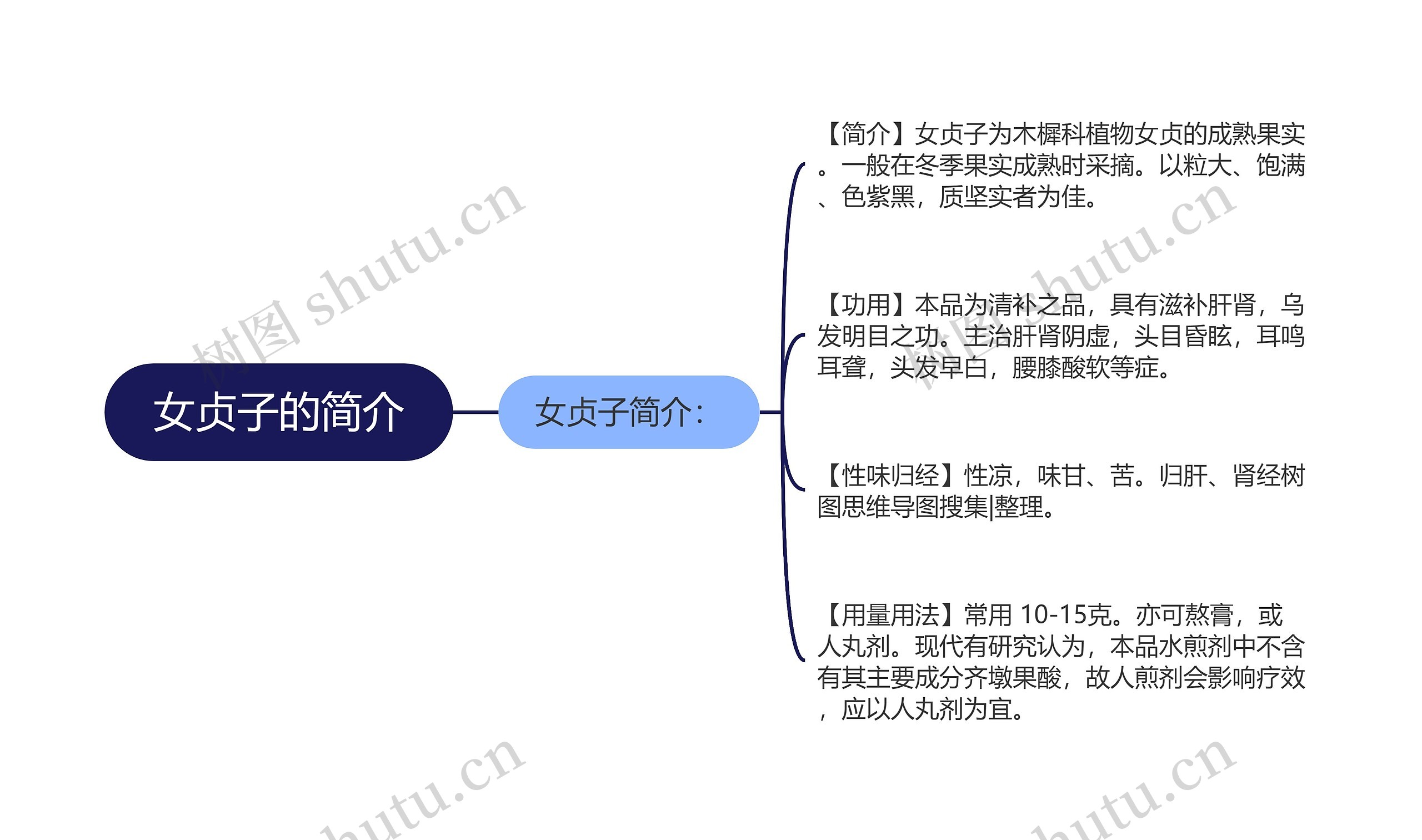 女贞子的简介思维导图