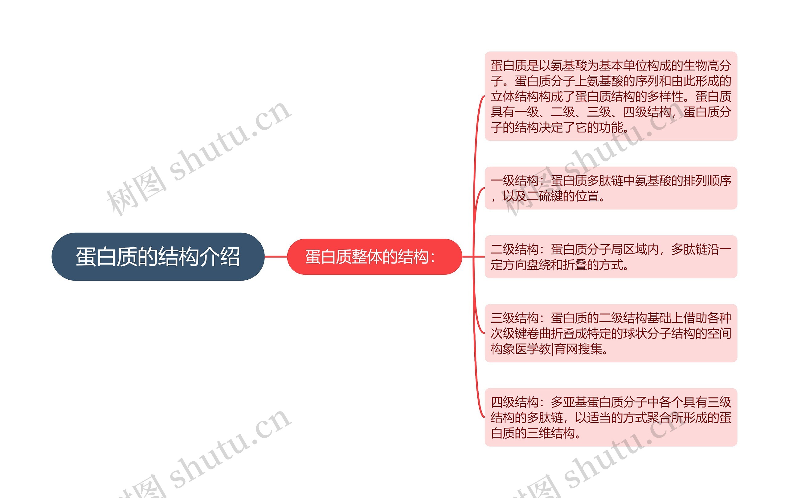 蛋白质的结构介绍