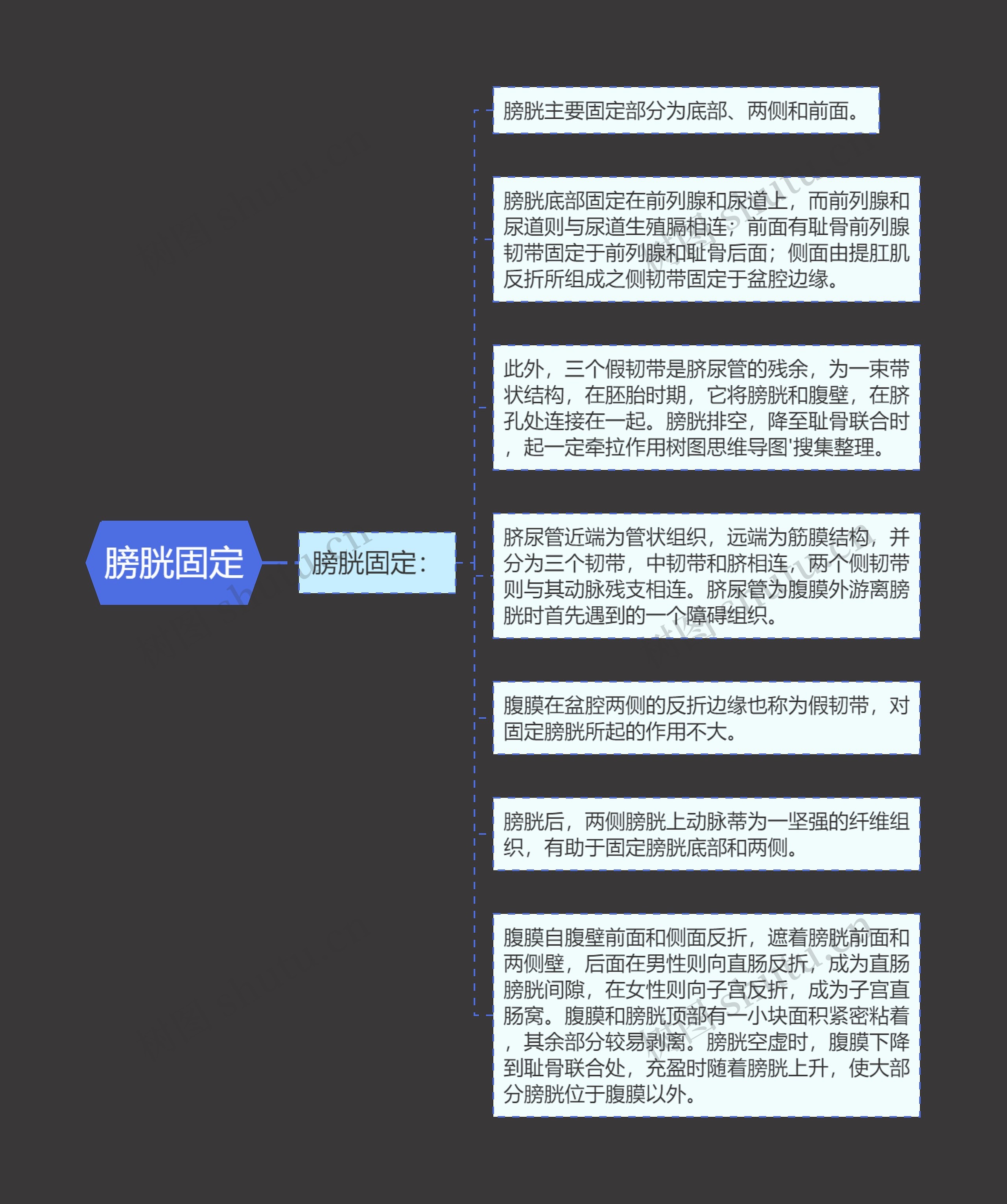 膀胱固定 膀胱固定