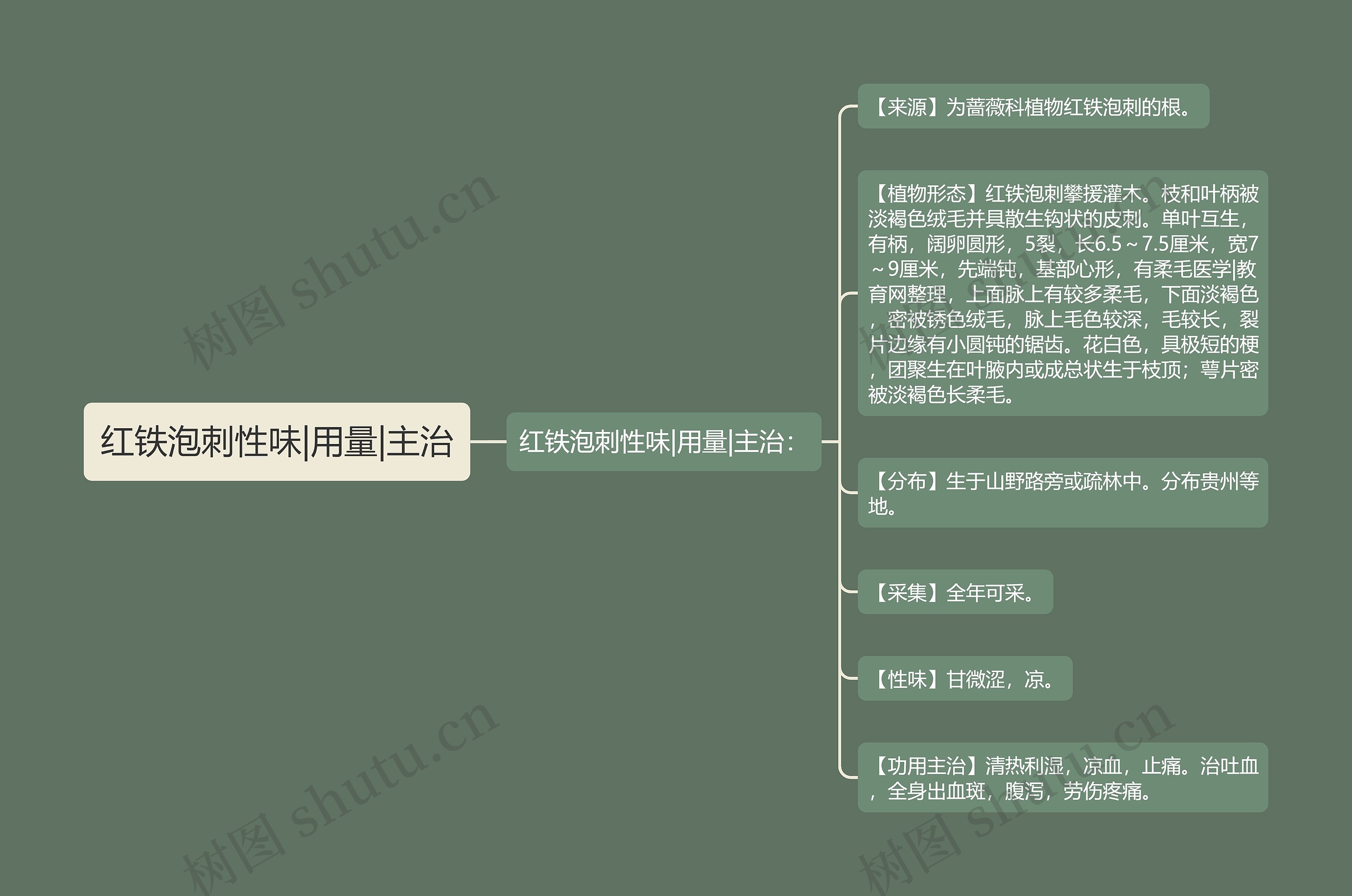 红铁泡刺性味|用量|主治思维导图