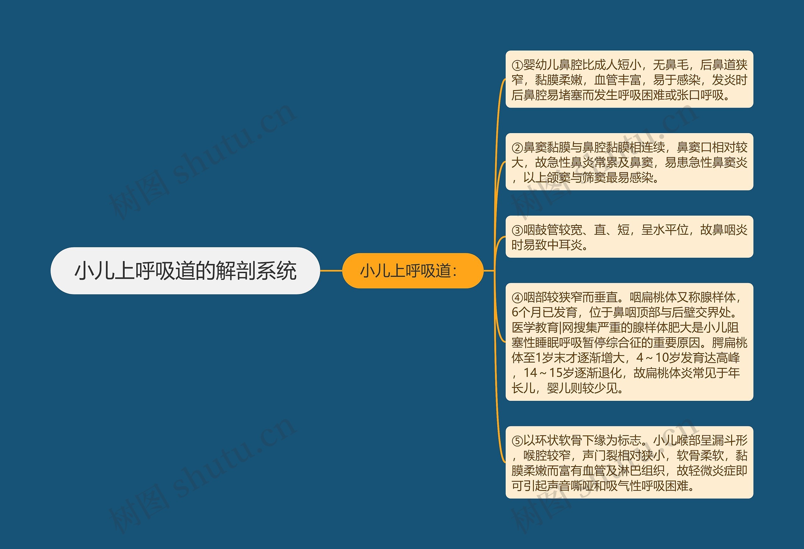 小儿上呼吸道的解剖系统 小儿上呼吸道的解剖系统