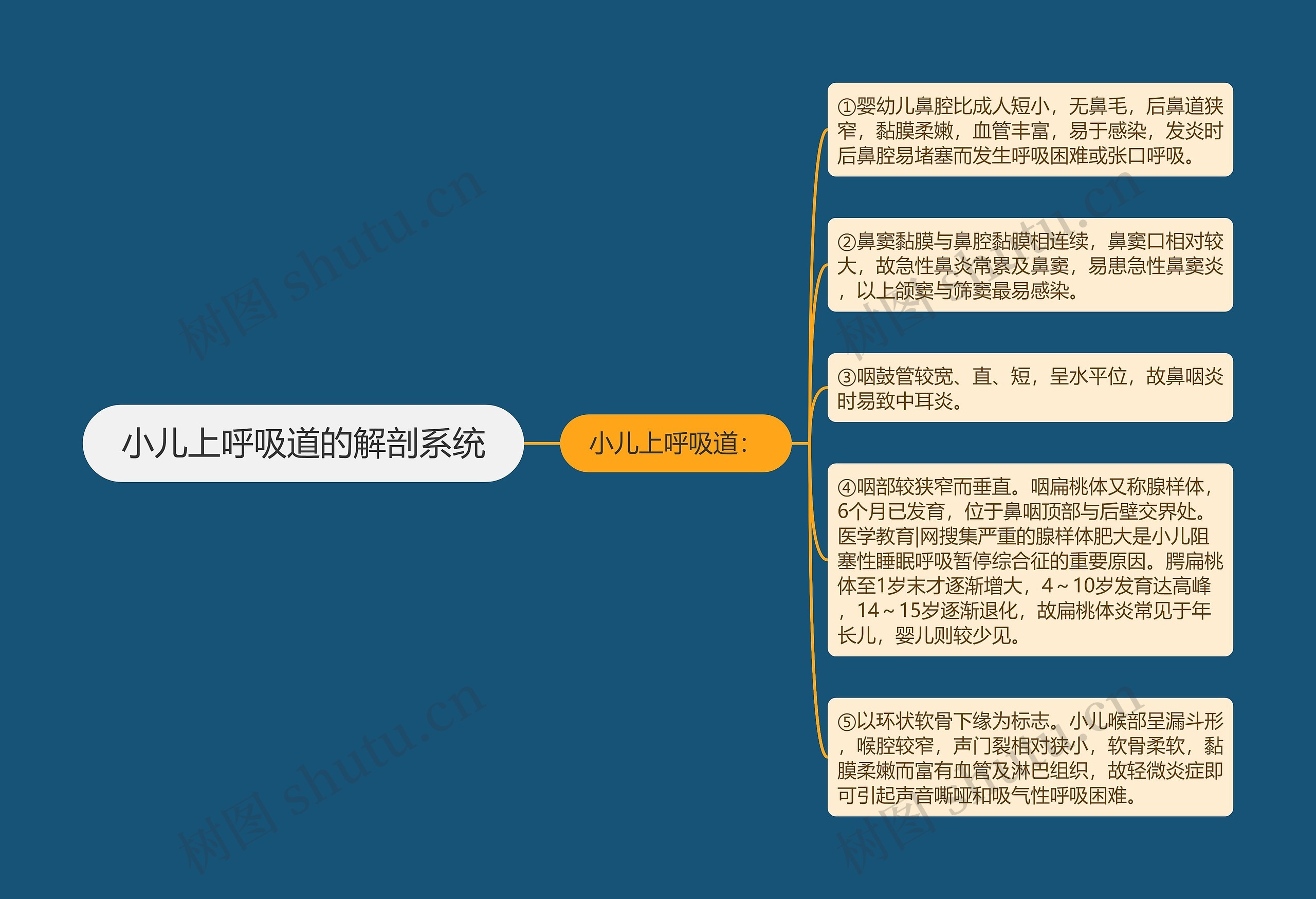 小儿上呼吸道的解剖系统思维导图