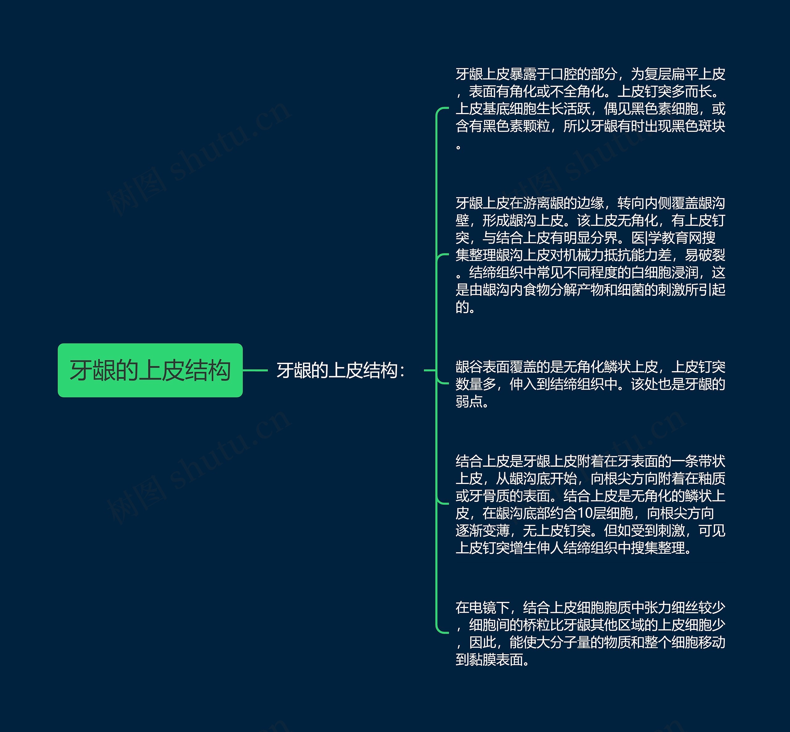 牙龈的上皮结构思维导图