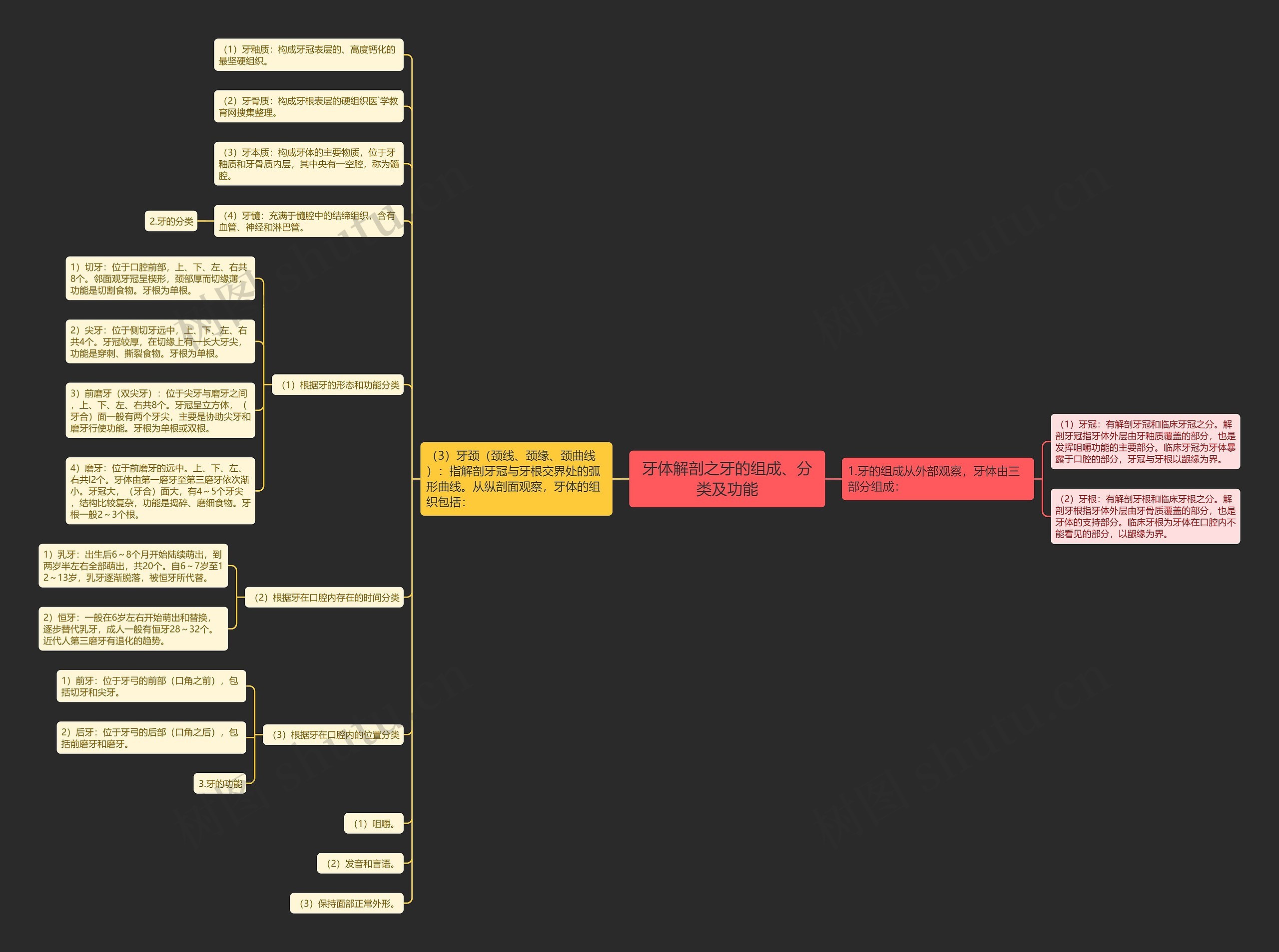 牙体解剖之牙的组成、分类及功能思维导图
