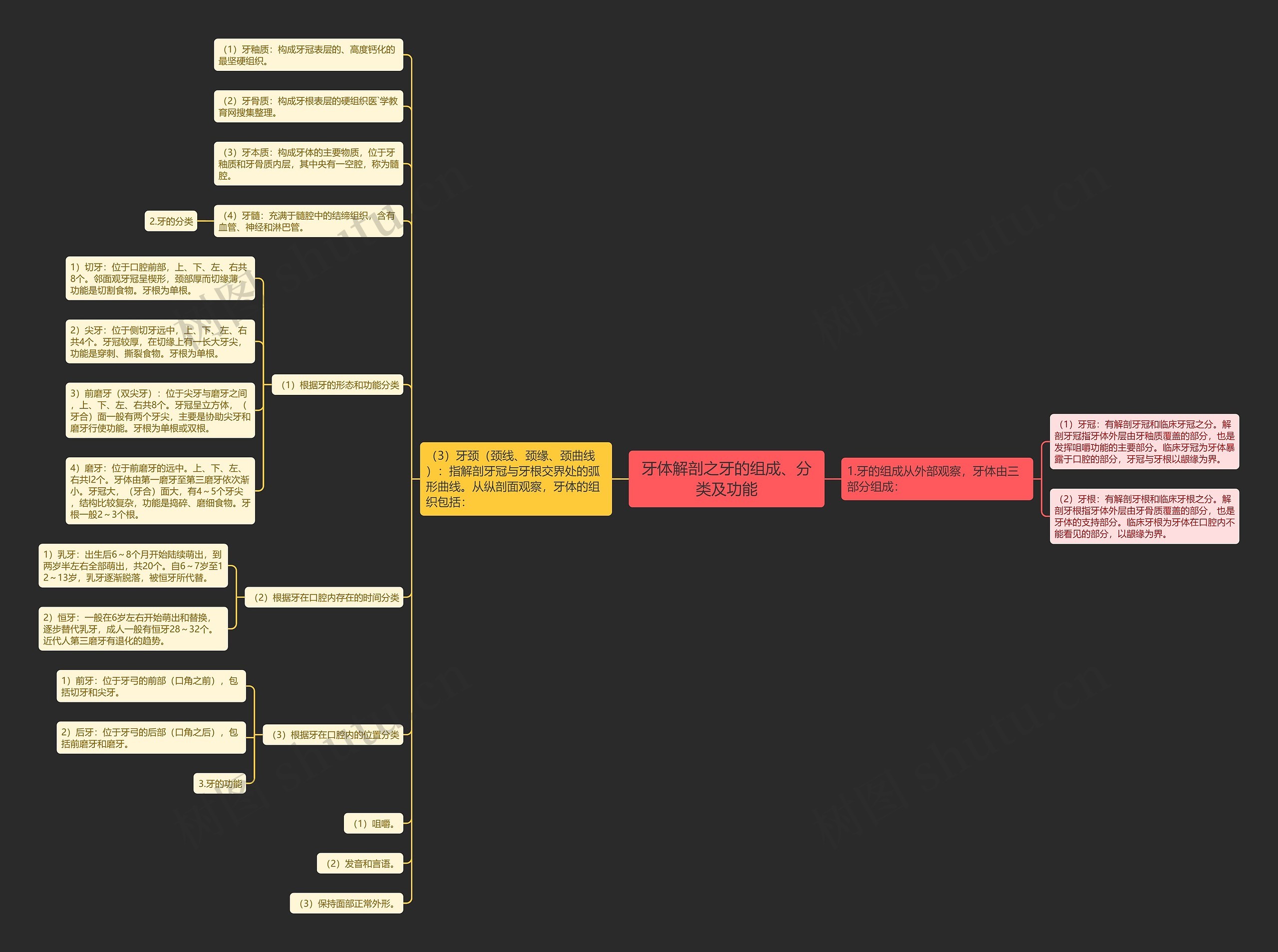 牙体解剖之牙的组成、分类及功能 牙体解剖之牙的组成、分类及功能