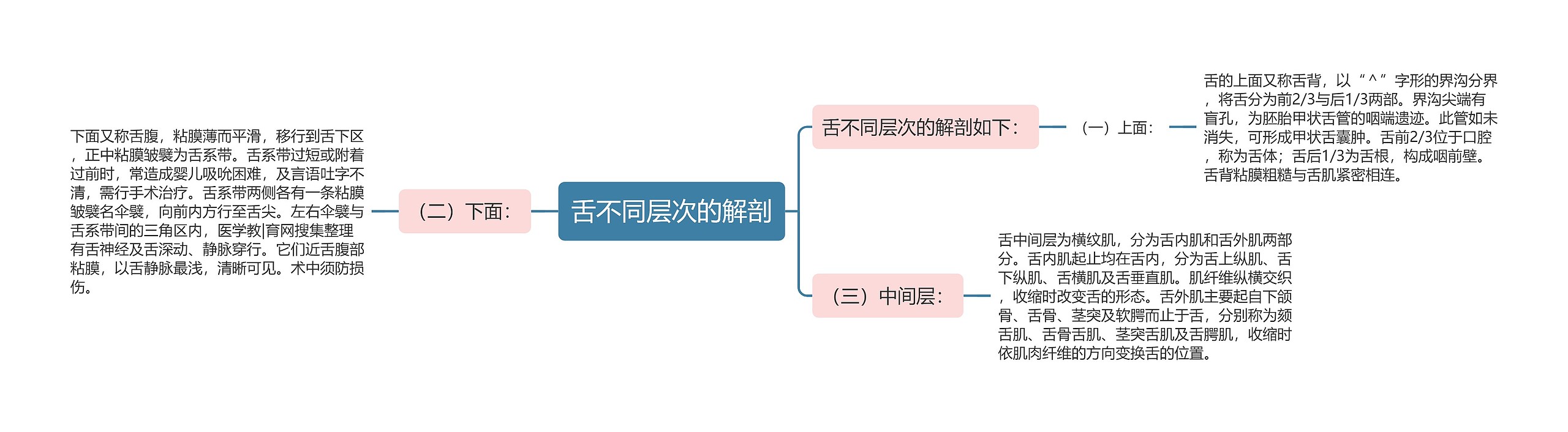 舌不同层次的解剖