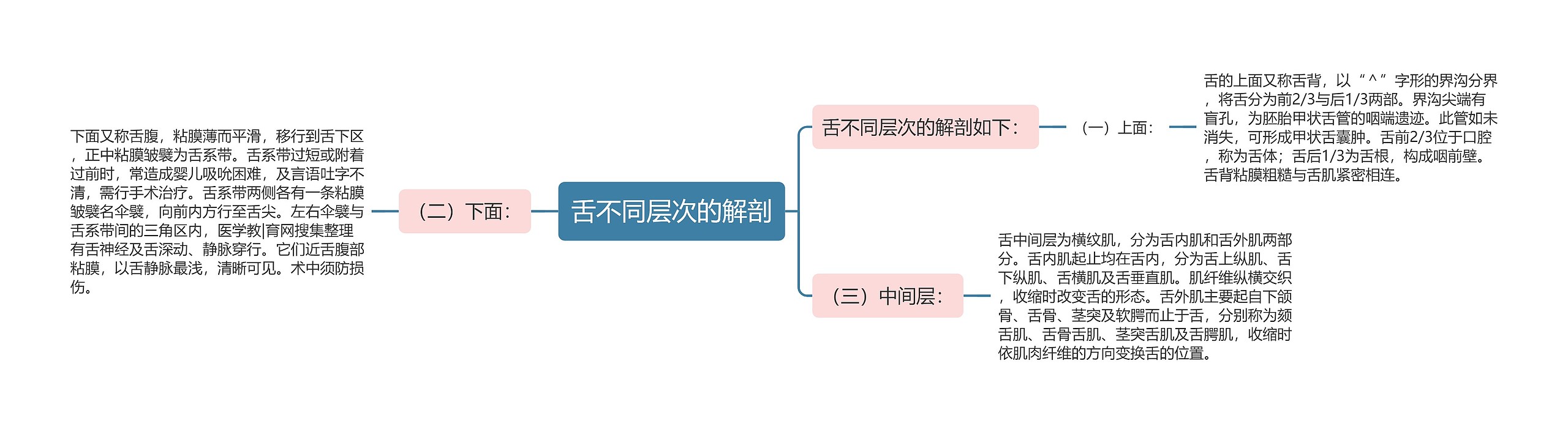 舌不同层次的解剖思维导图