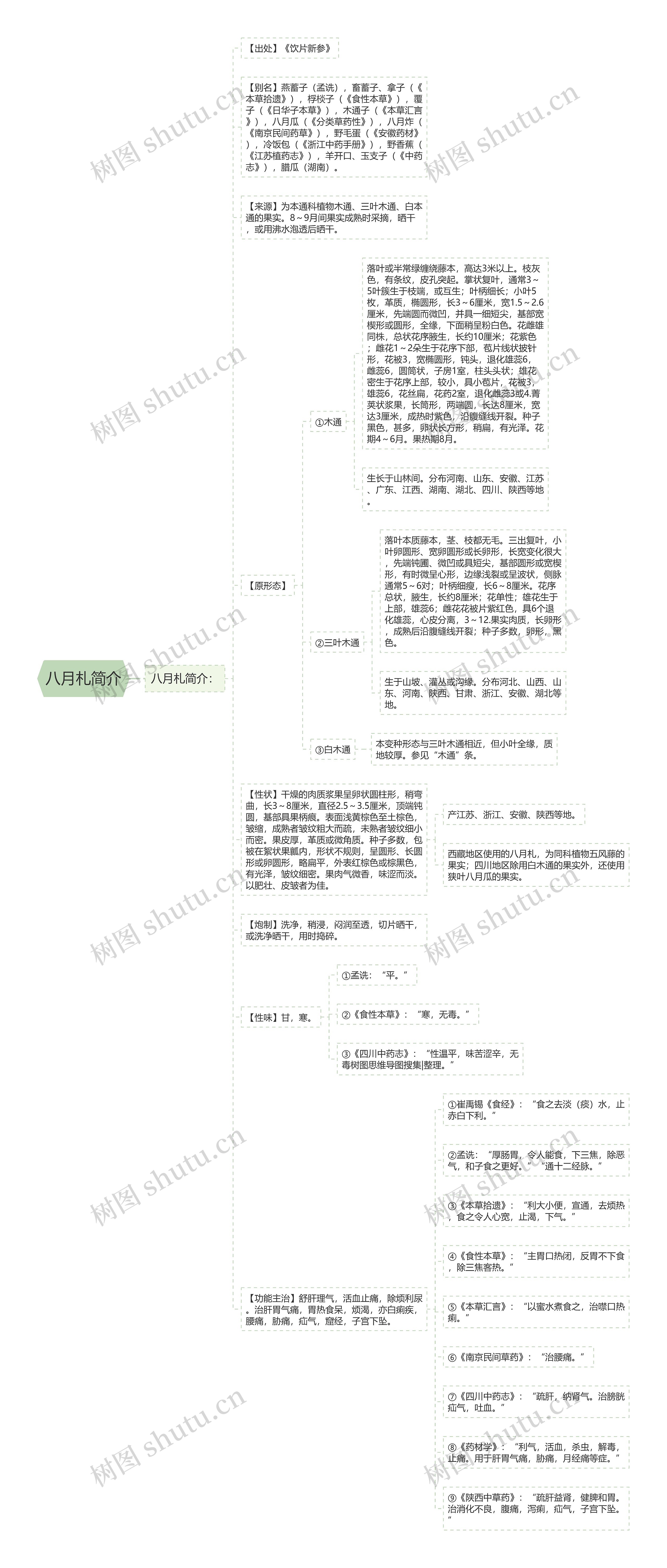 八月札简介思维导图
