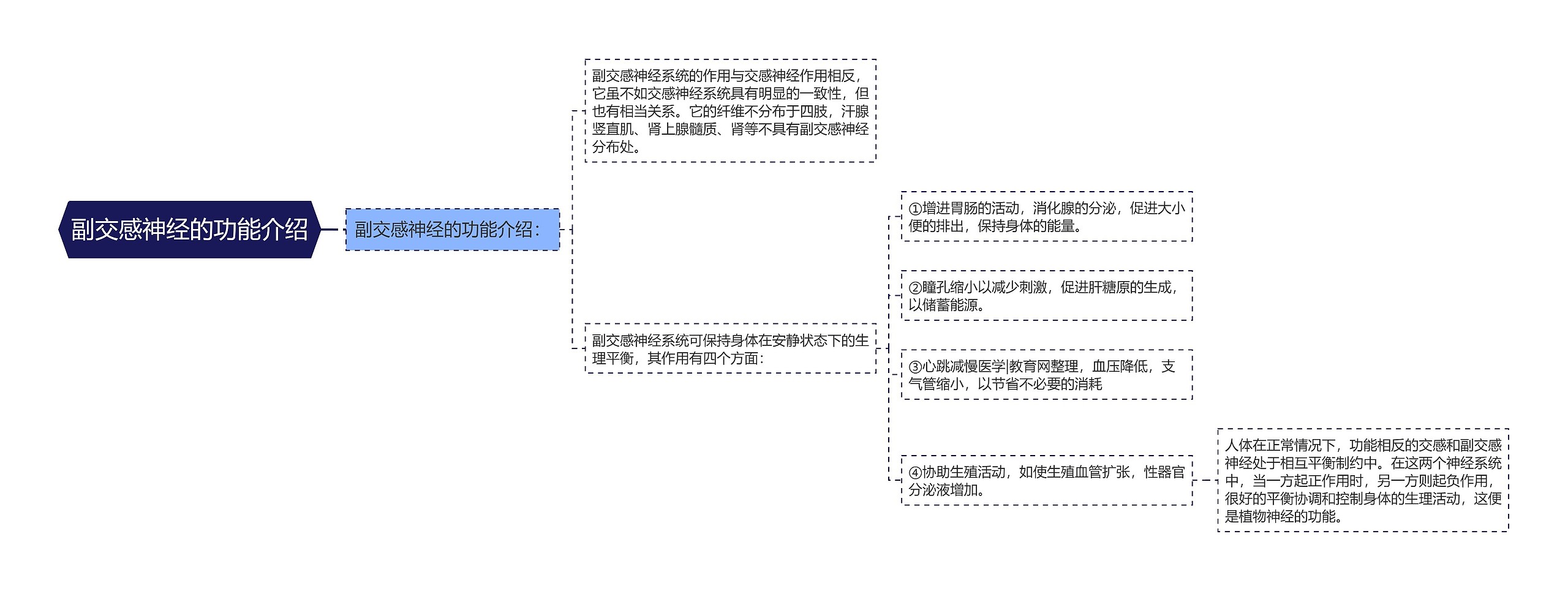 副交感神经的功能介绍思维导图