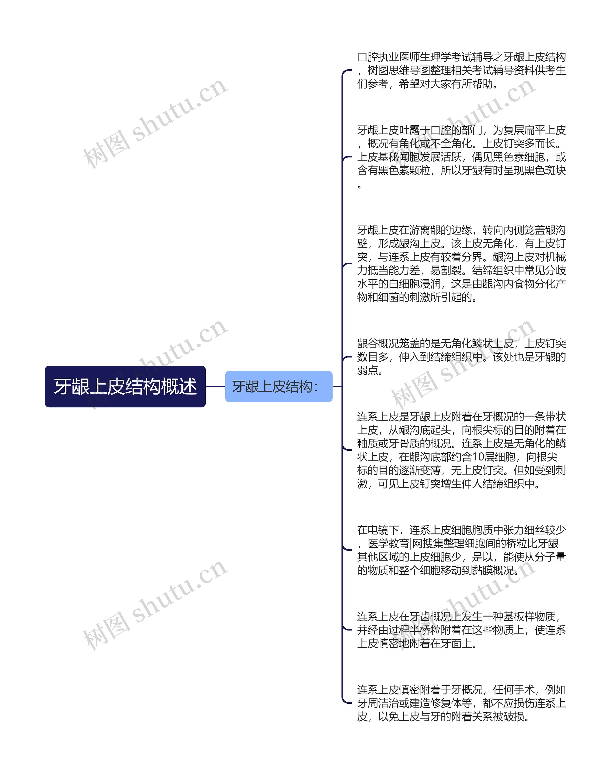 牙龈上皮结构概述