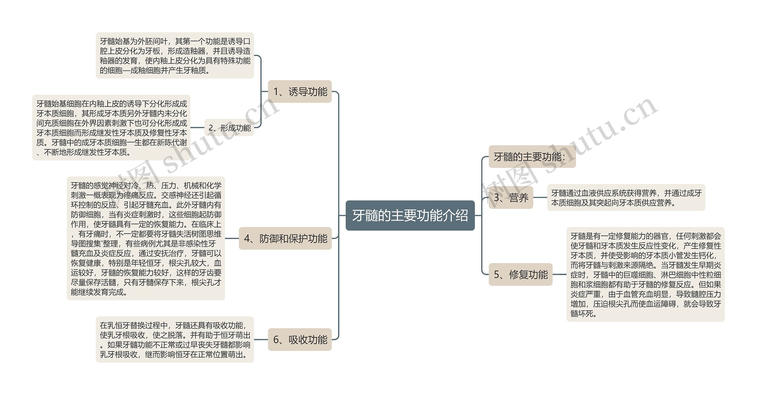 牙髓的主要功能介绍思维导图