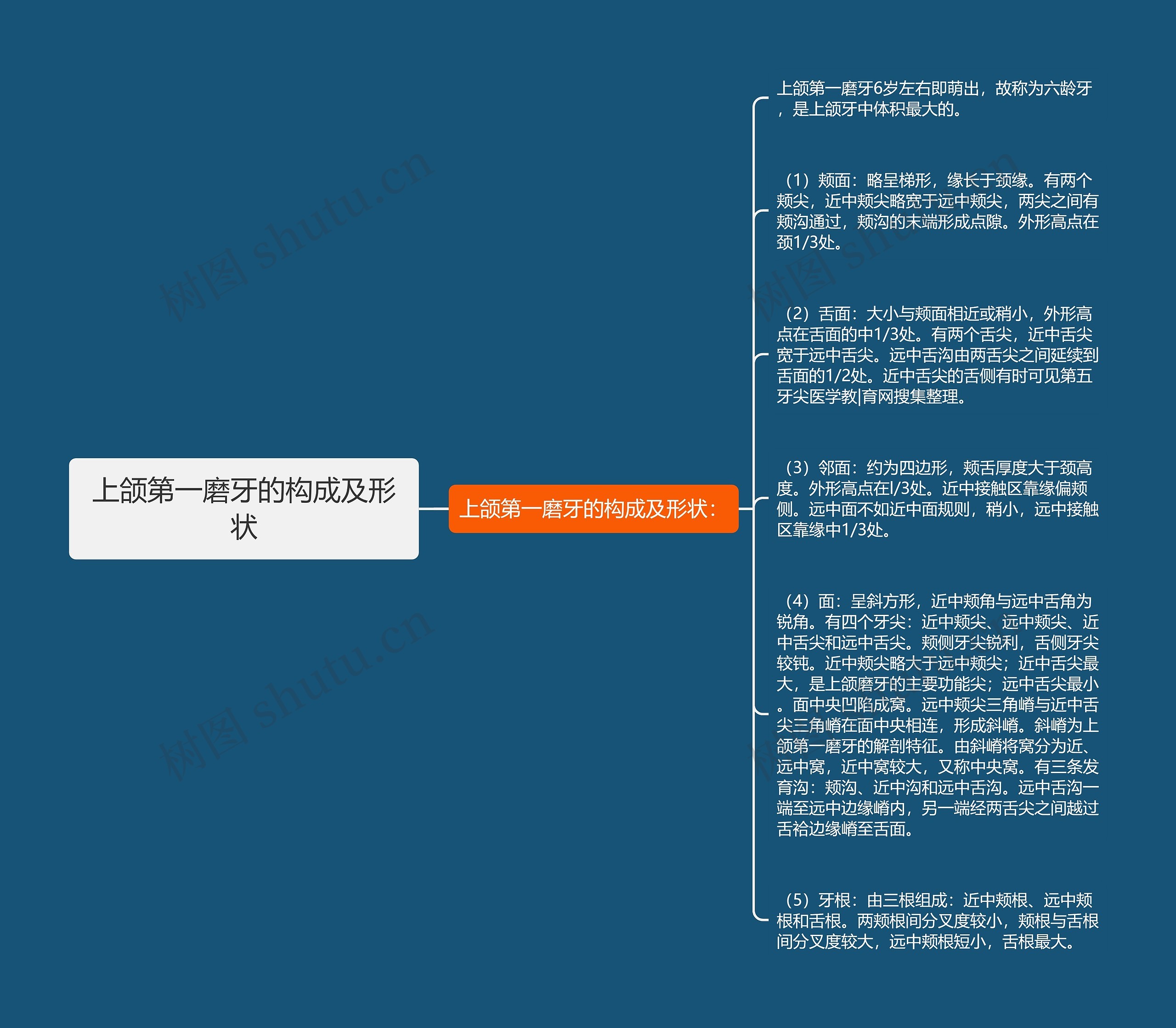 上颌第一磨牙的构成及形状思维导图