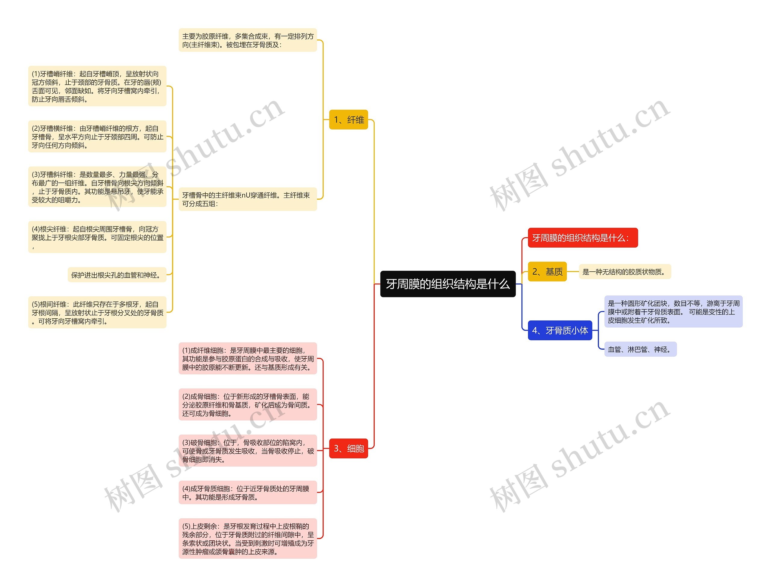 牙周膜的组织结构是什么 牙周膜的组织结构是什么