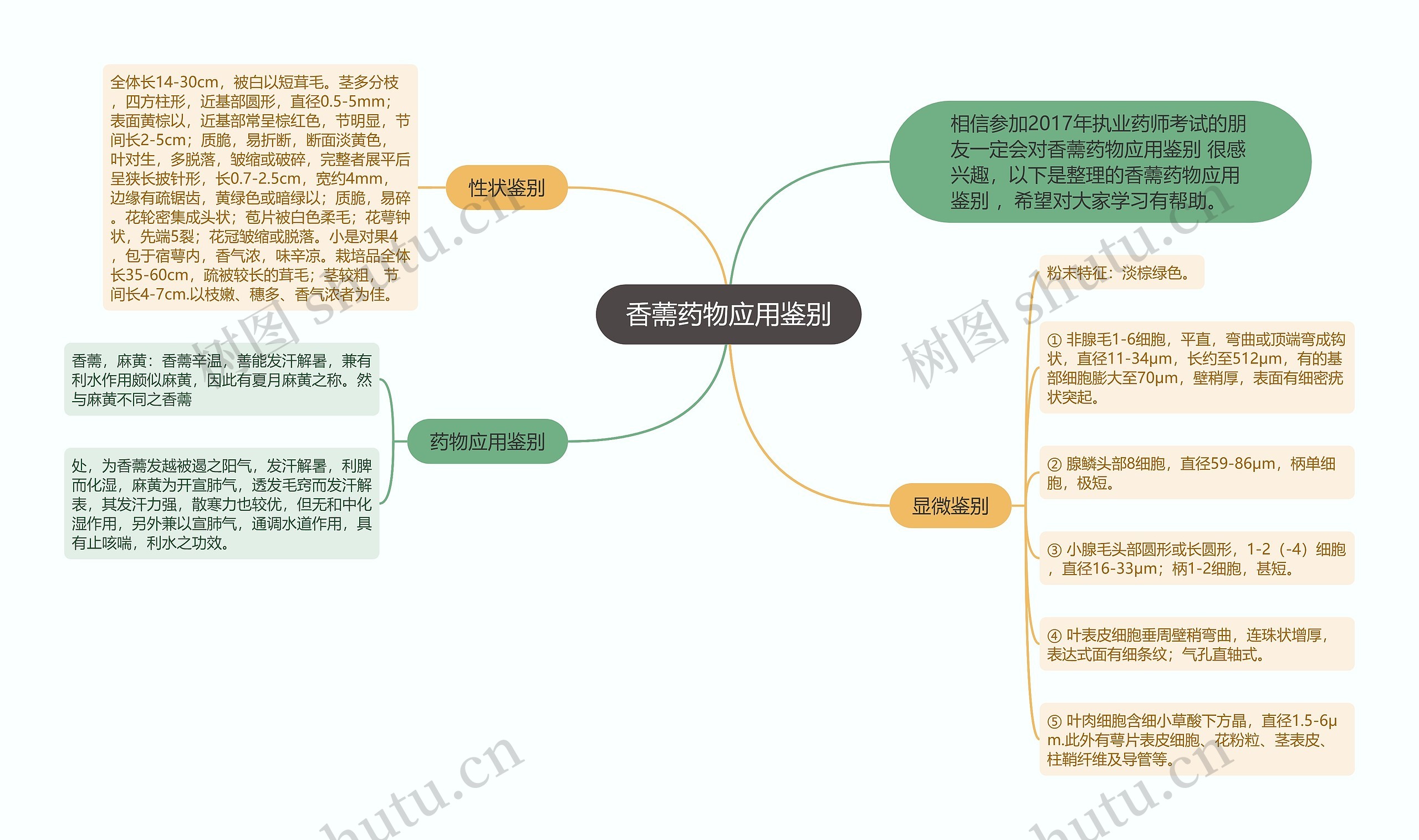 香薷药物应用鉴别