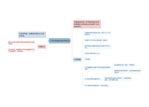 正常牙龈的临床解剖