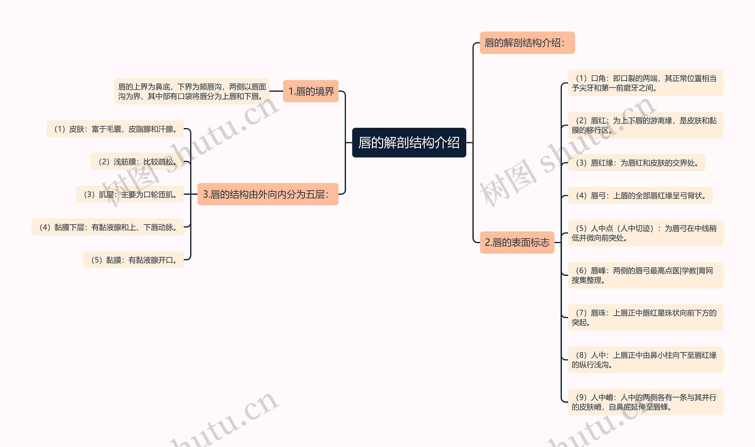 唇的解剖结构介绍 唇的解剖结构介绍