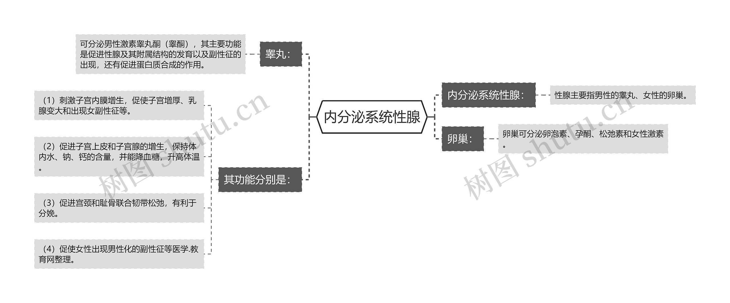 内分泌系统性腺思维导图