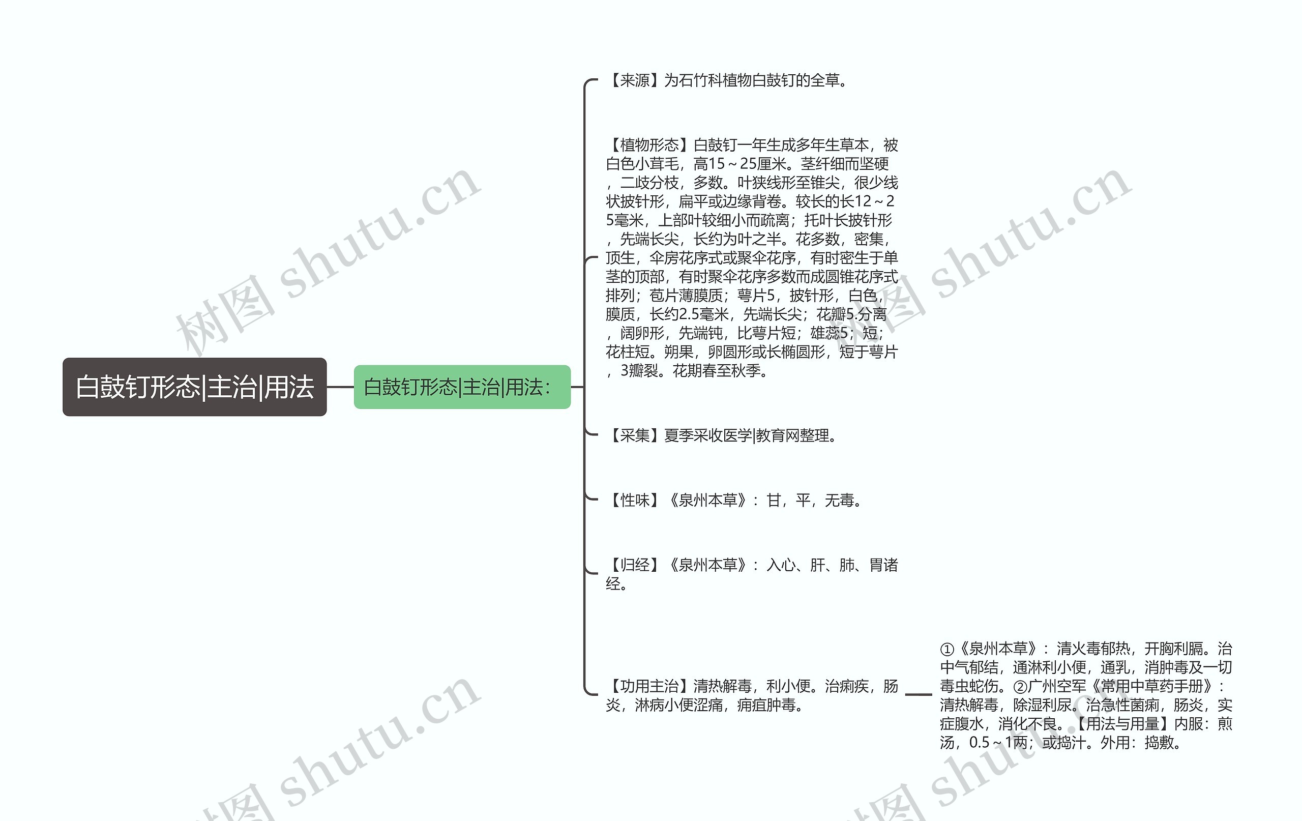 白鼓钉形态|主治|用法 白鼓钉形态|主治|用法