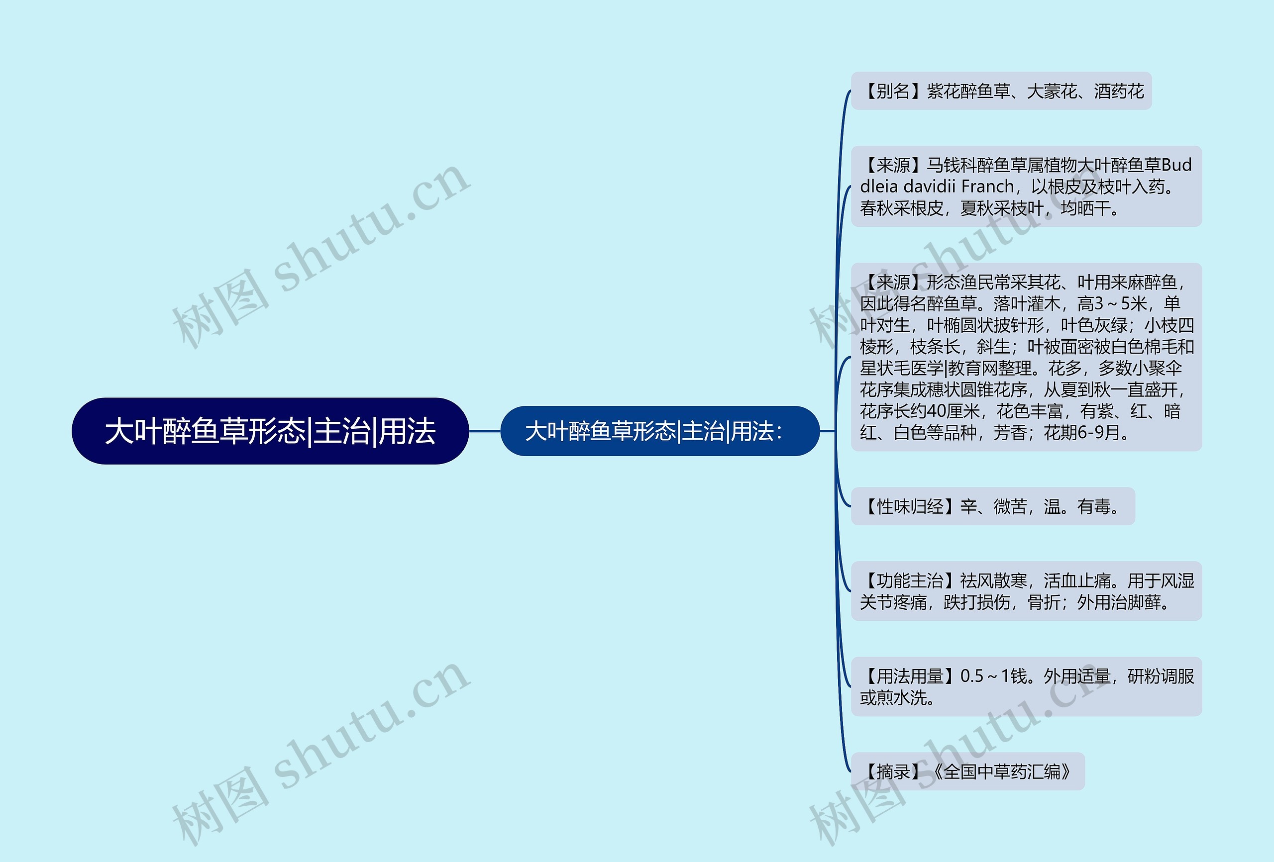 大叶醉鱼草形态|主治|用法 大叶醉鱼草形态|主治|用法