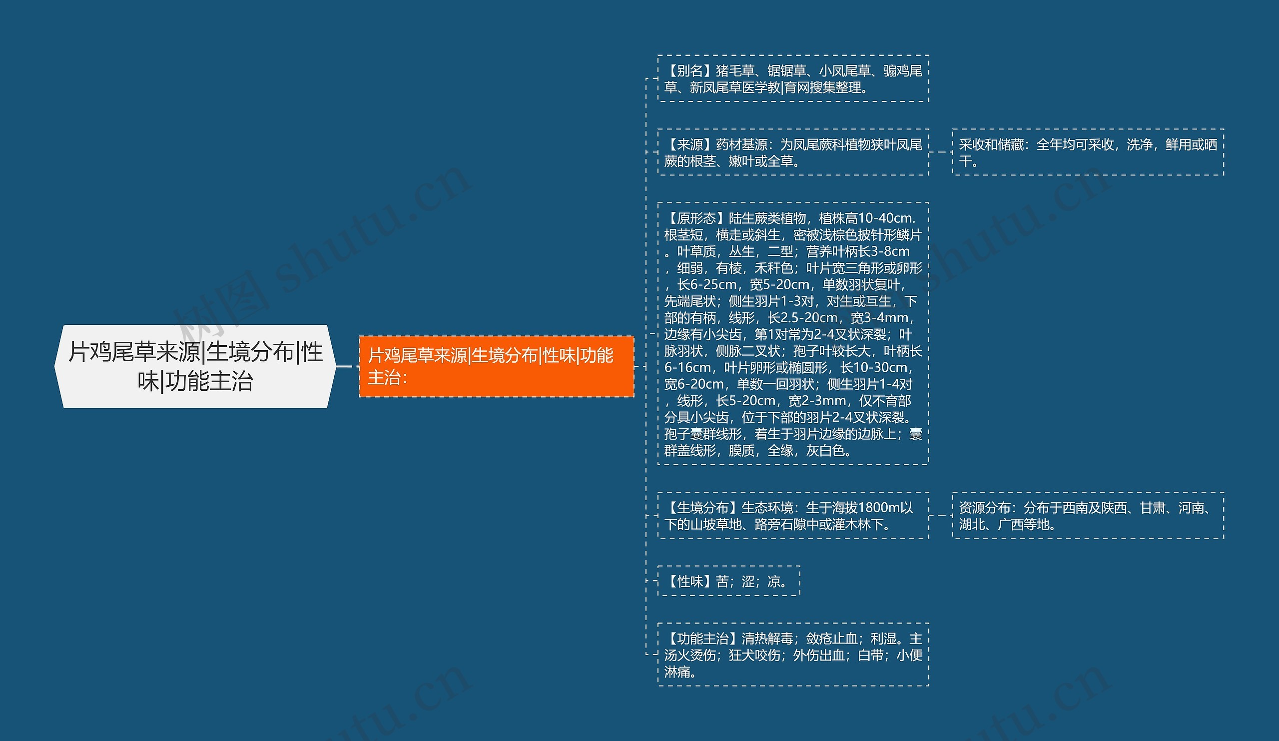 片鸡尾草来源|生境分布|性味|功能主治思维导图