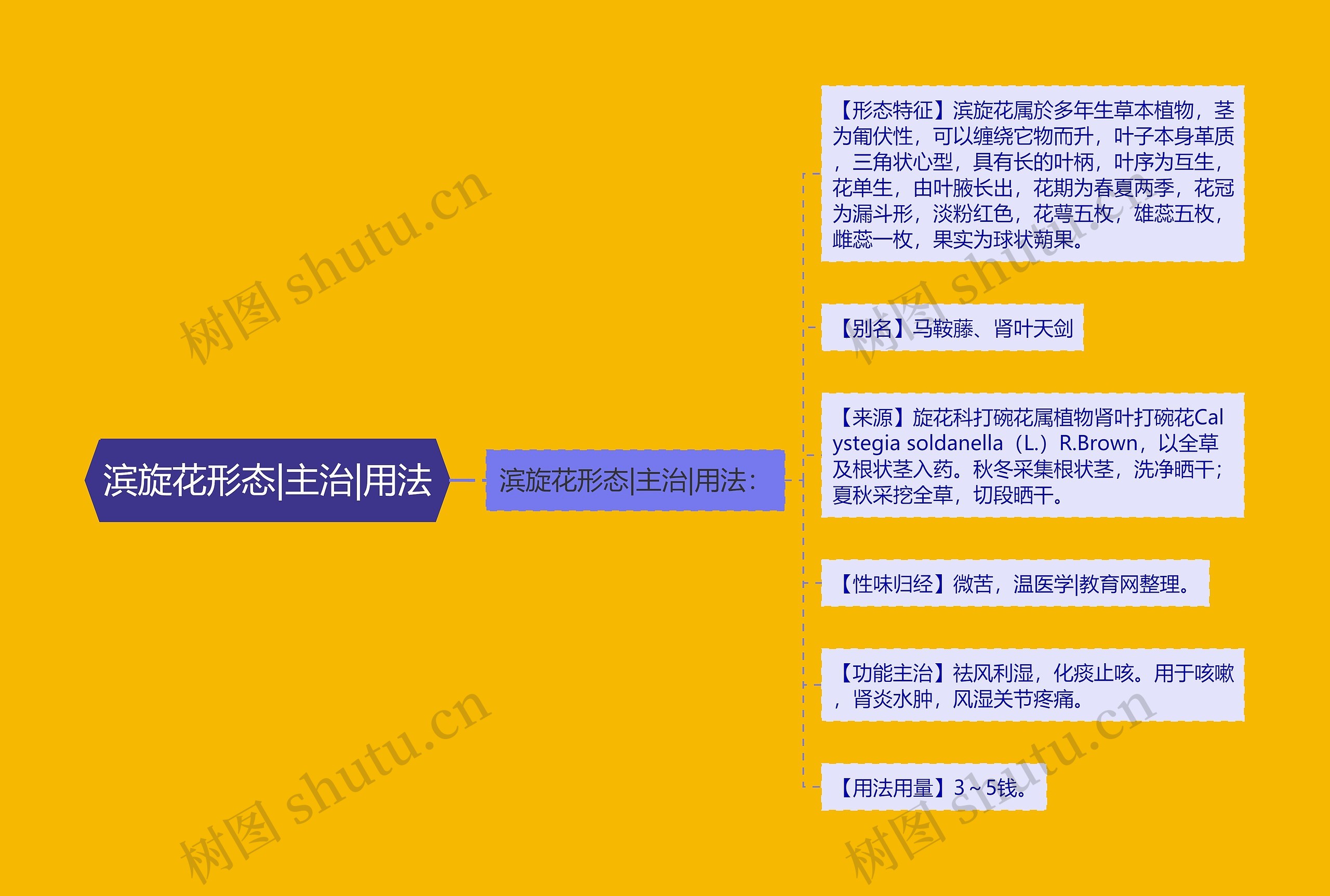 滨旋花形态|主治|用法