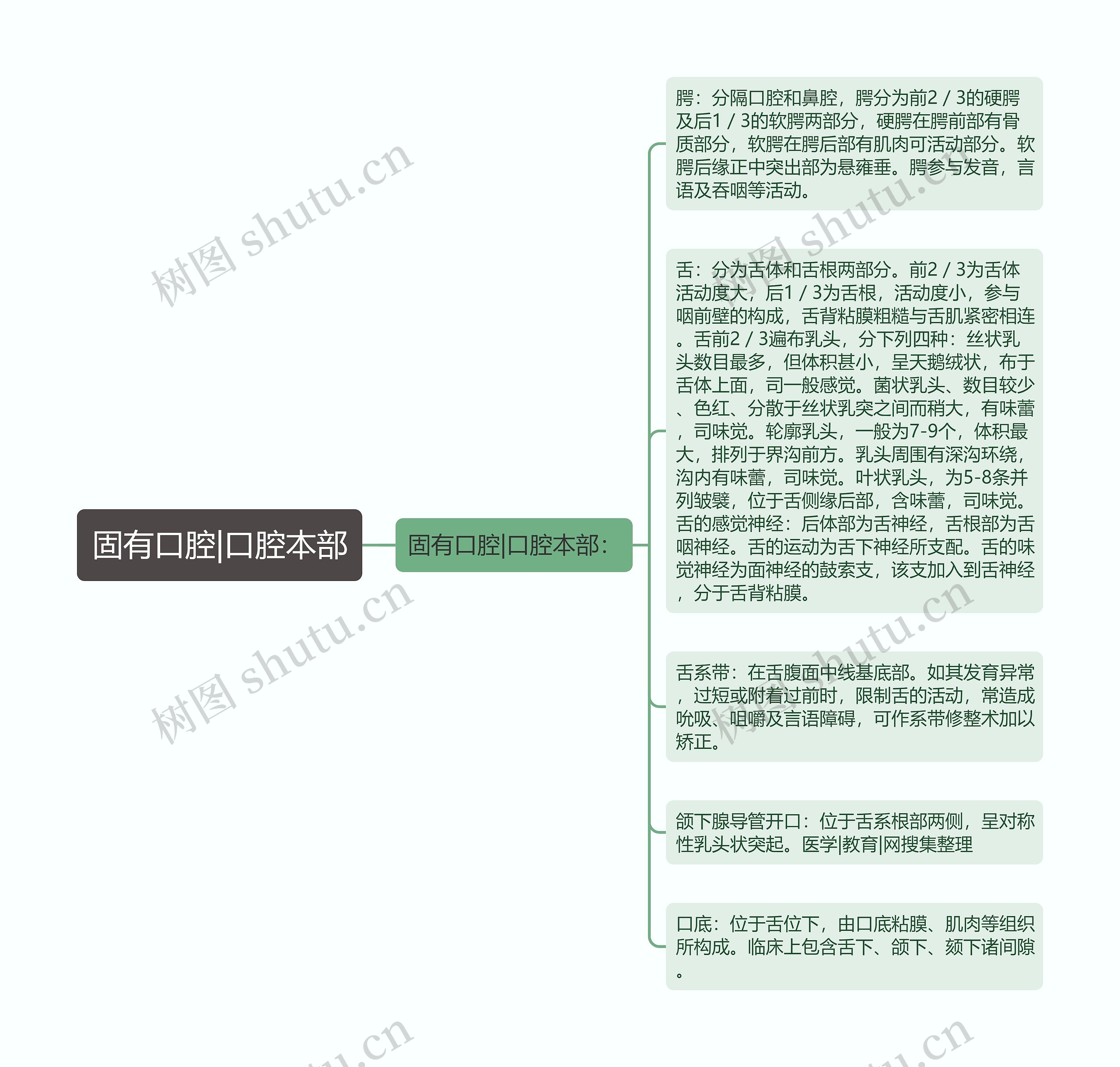 固有口腔|口腔本部