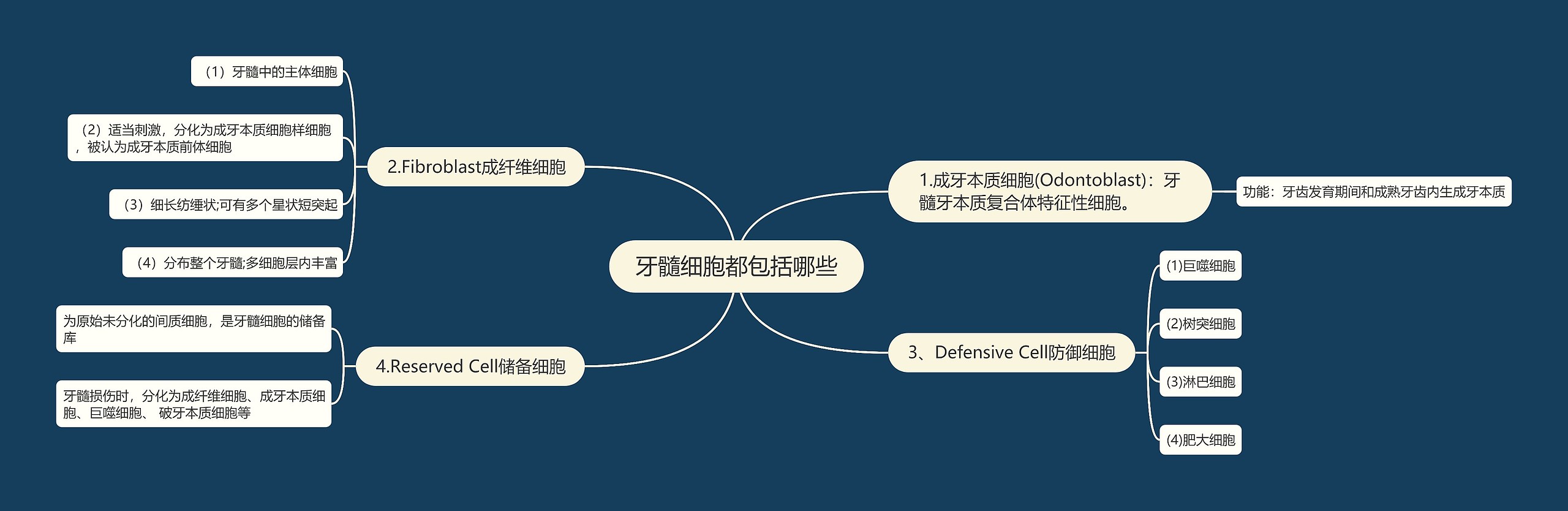 牙髓细胞都包括哪些思维导图