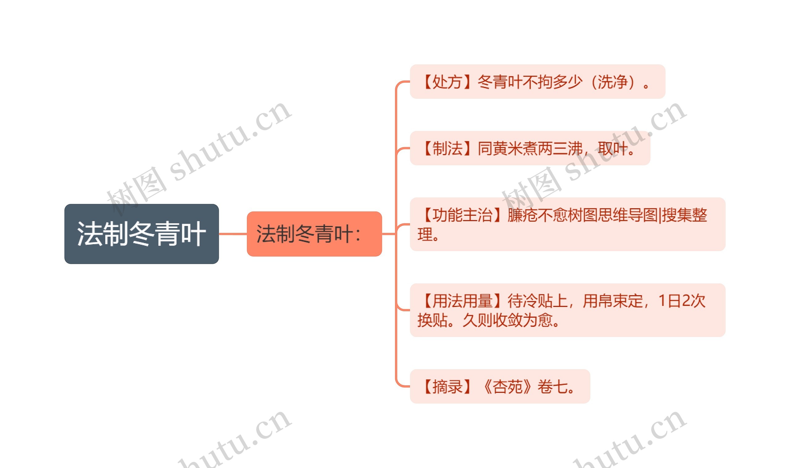 法制冬青叶