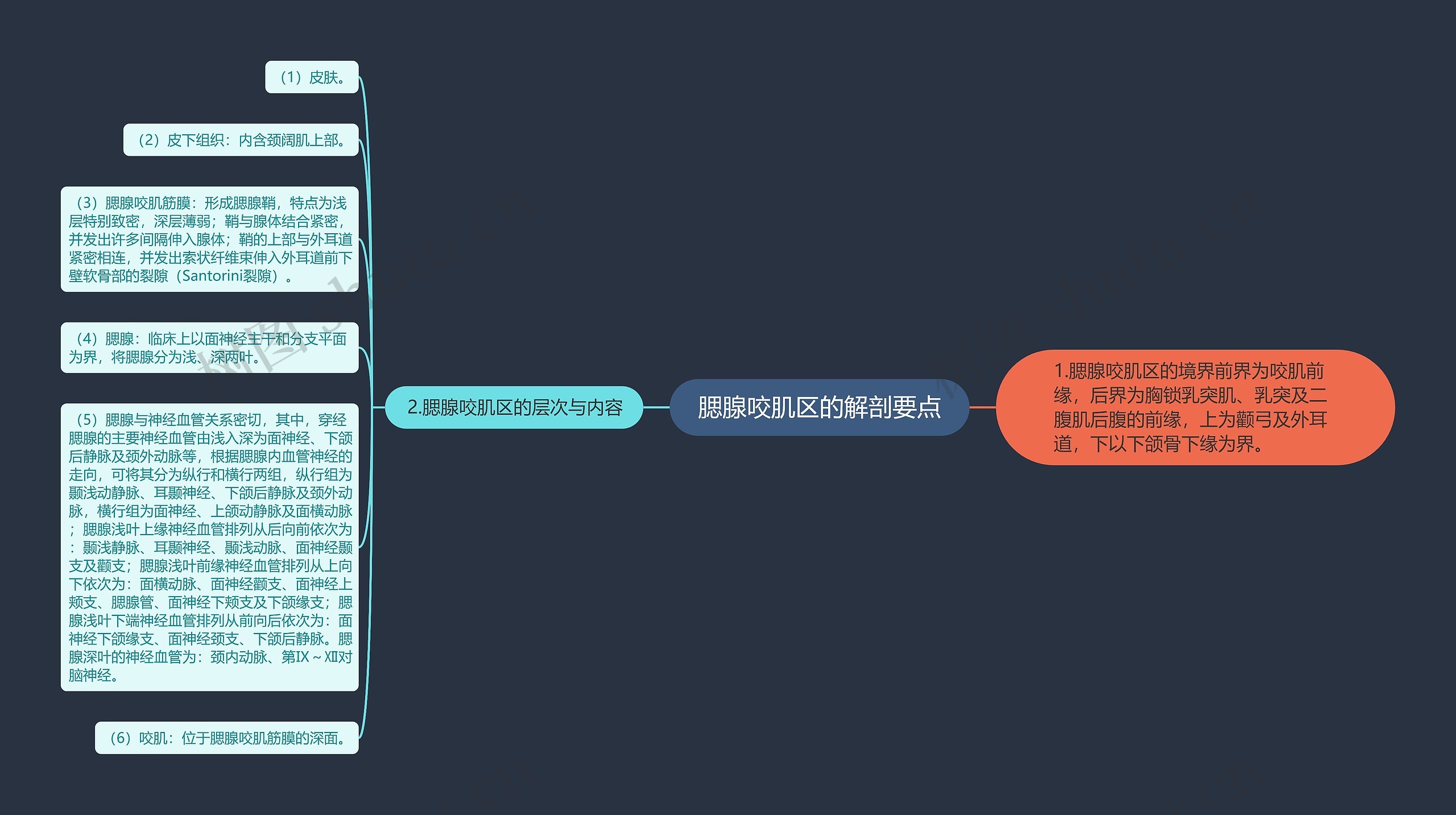 腮腺咬肌区的解剖要点