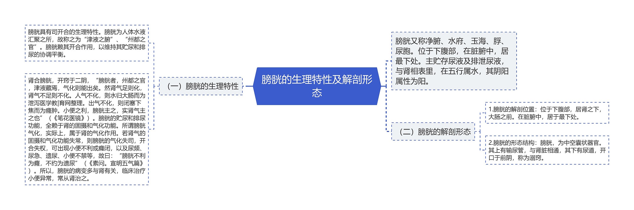 膀胱的生理特性及解剖形态思维导图