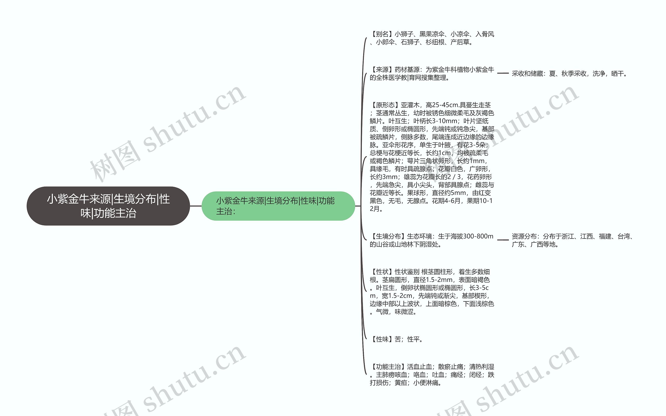 小紫金牛来源|生境分布|性味|功能主治思维导图