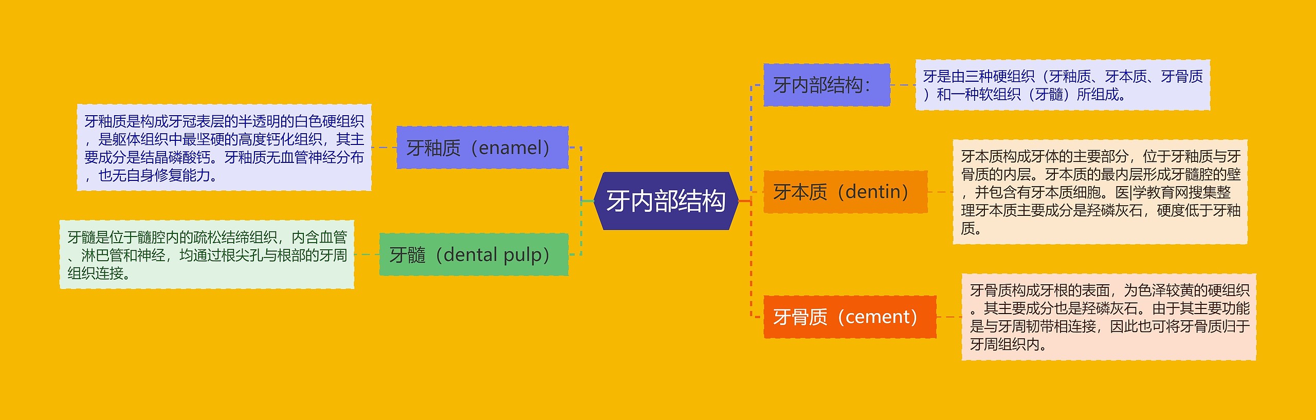 牙内部结构思维导图