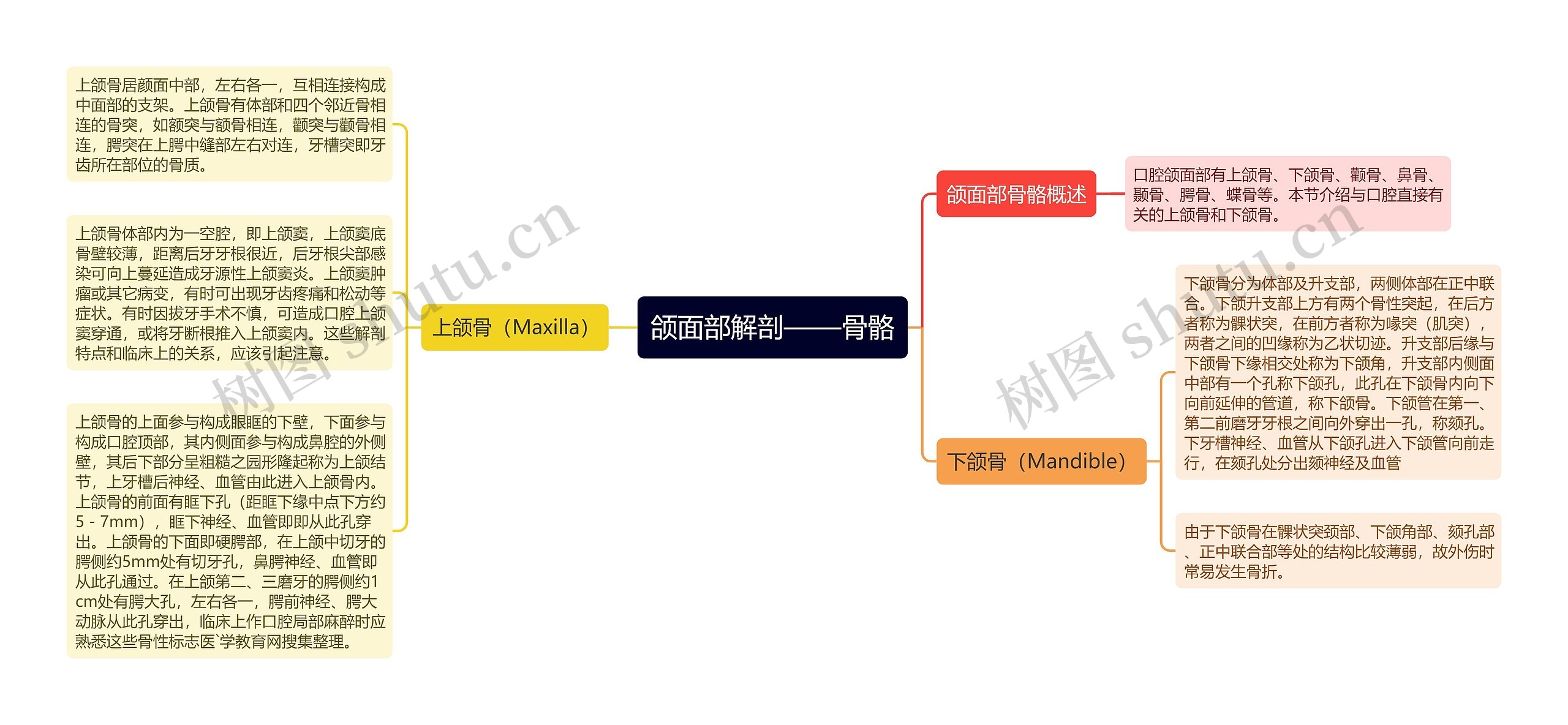 颌面部解剖——骨骼思维导图