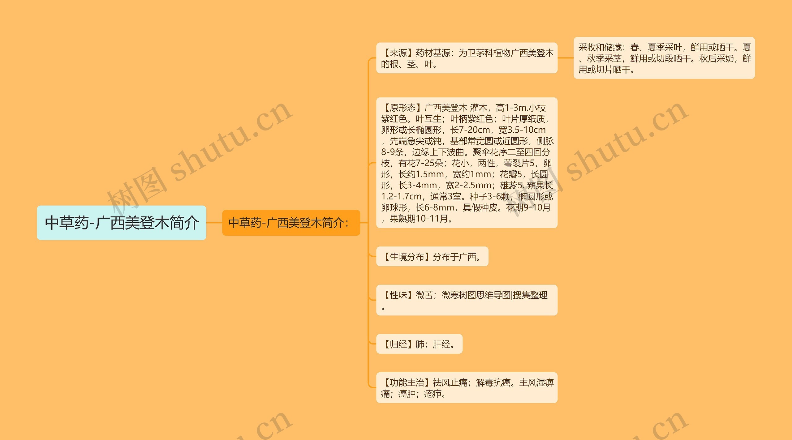 中草药-广西美登木简介思维导图