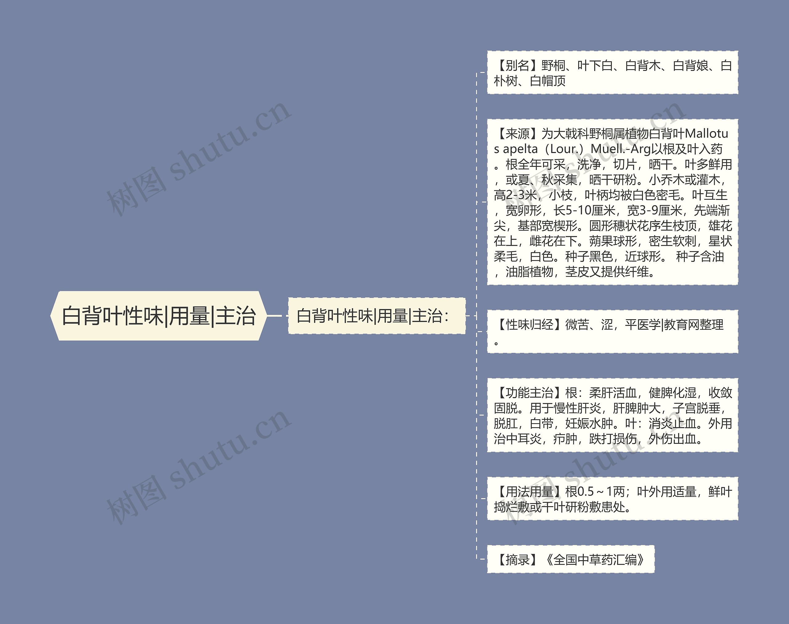 白背叶性味|用量|主治思维导图