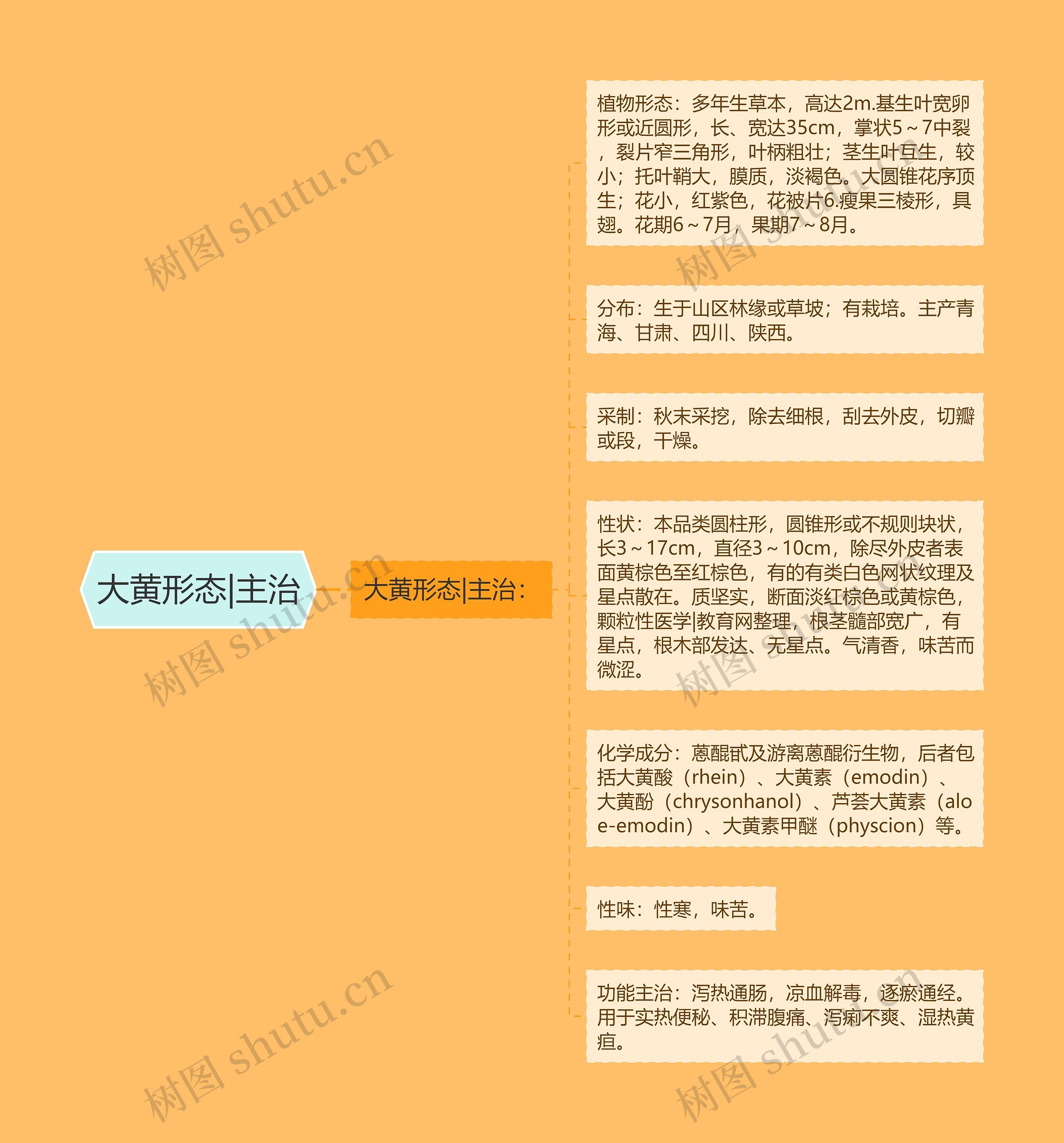 大黄形态|主治思维导图