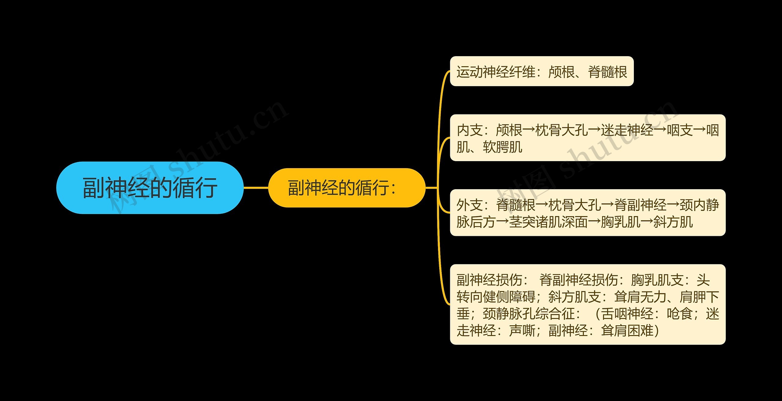 副神经的循行 副神经的循行