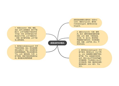 颌面部的咀嚼肌