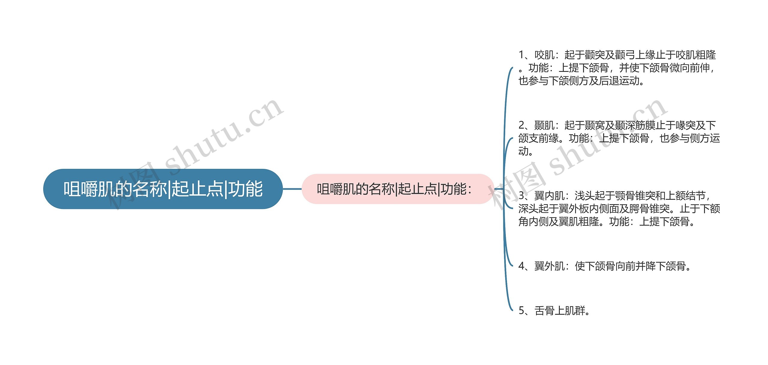 咀嚼肌的名称|起止点|功能思维导图