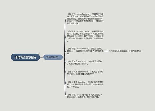 牙体结构的组成